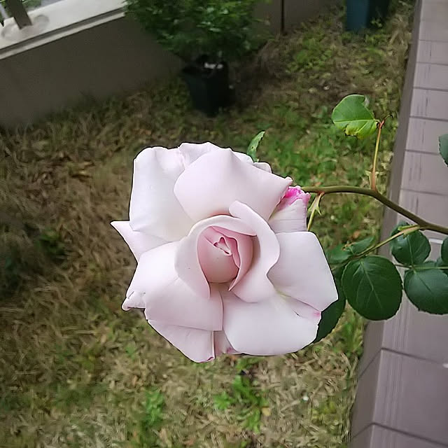 hiromimiさんの実例写真