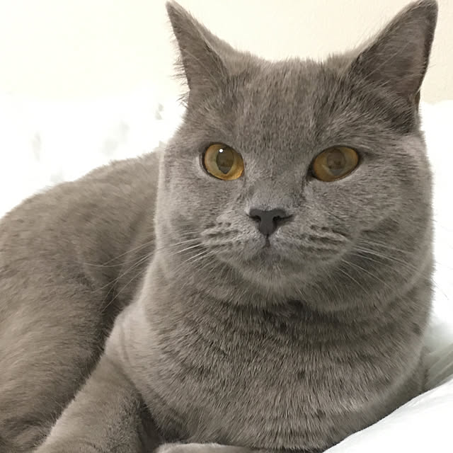 fionaさんの実例写真
