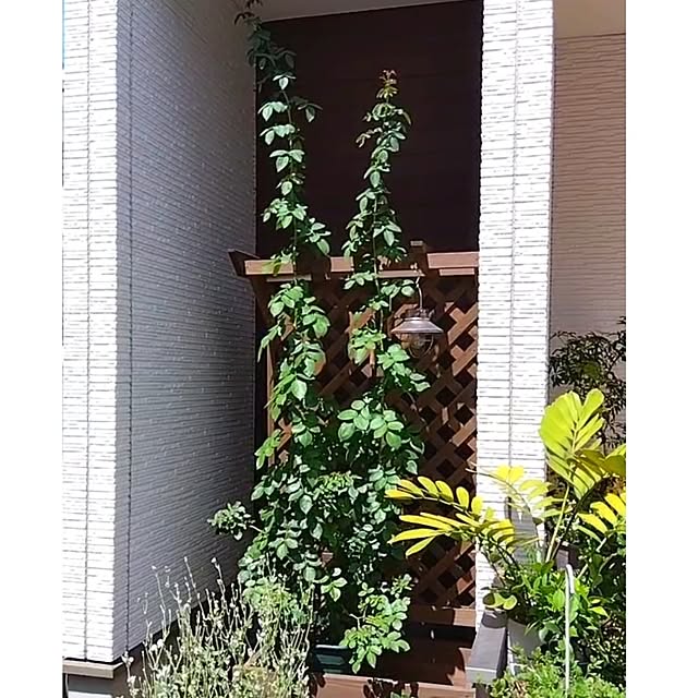 aquaさんの実例写真