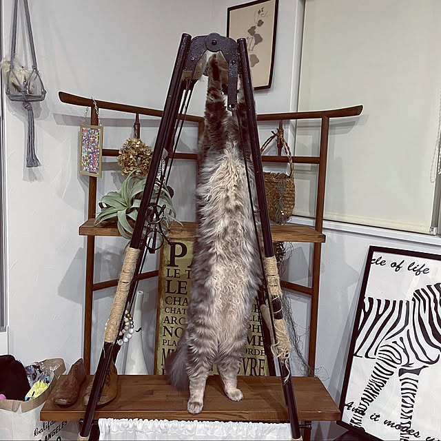 mayumiさんの実例写真