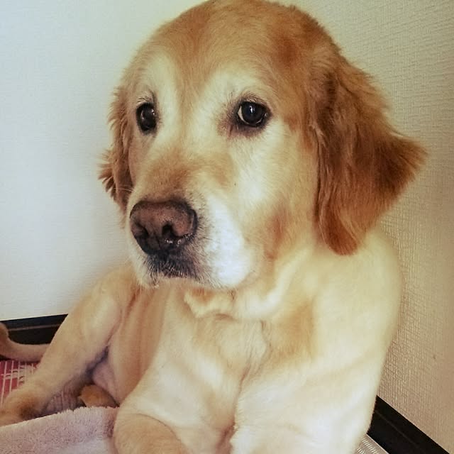 shelly-1227さんの実例写真
