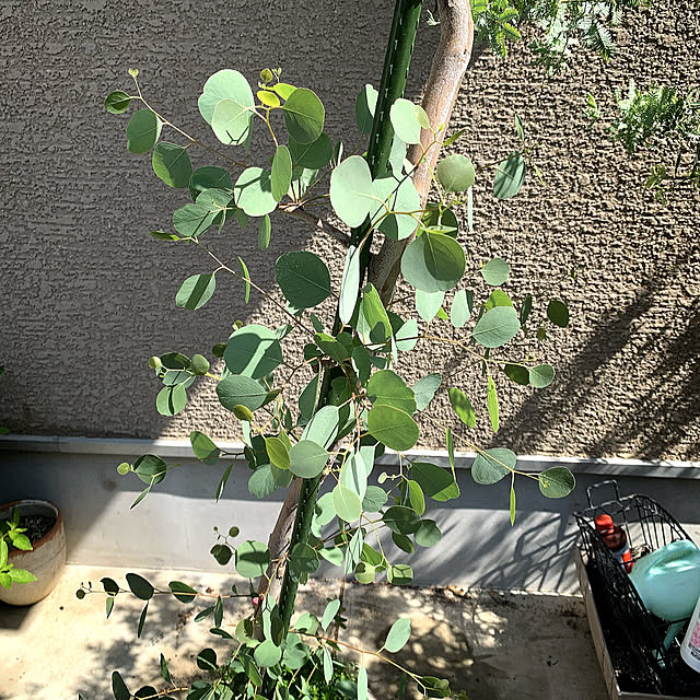 eshinobumさんの部屋
