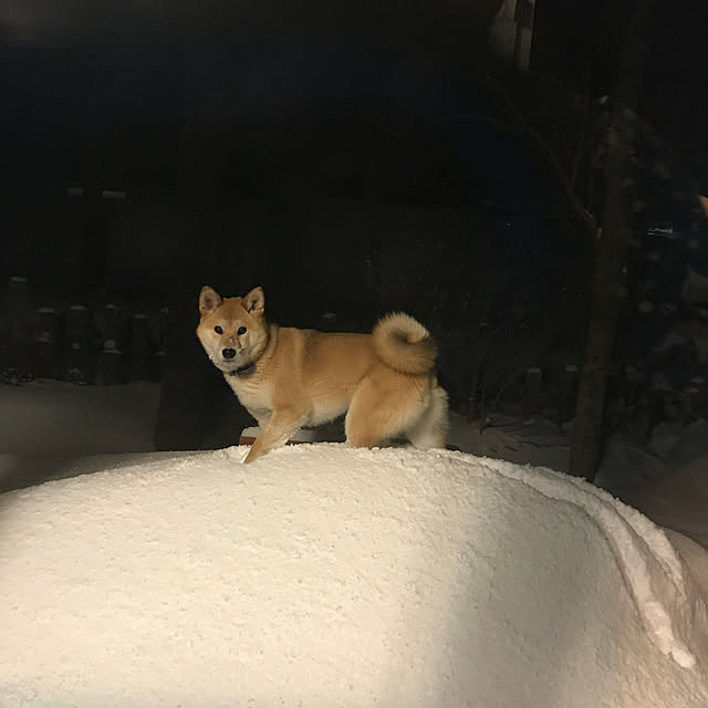 実例写真