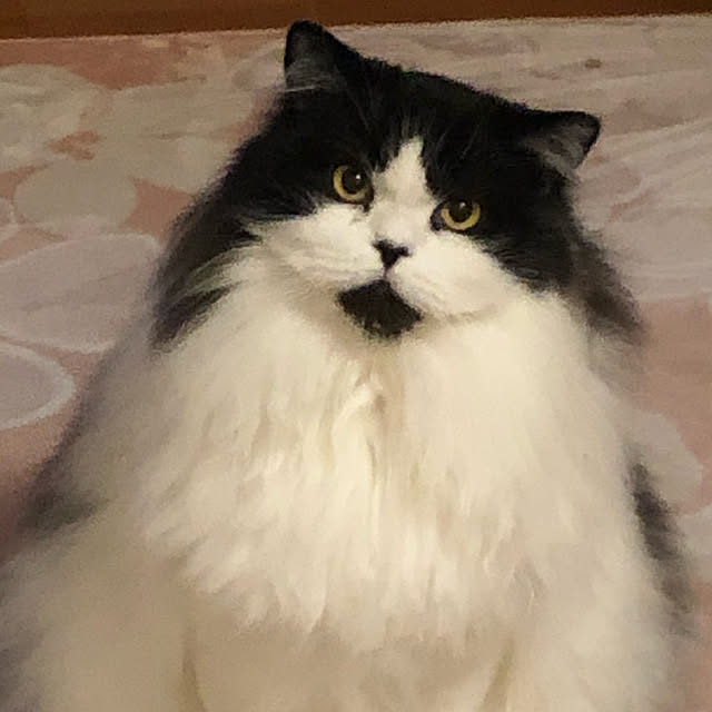 reonさんの実例写真