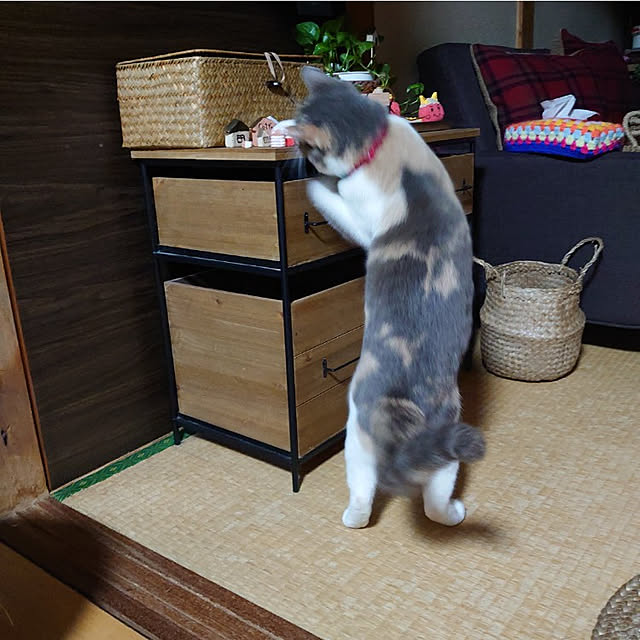 fukuさんの実例写真