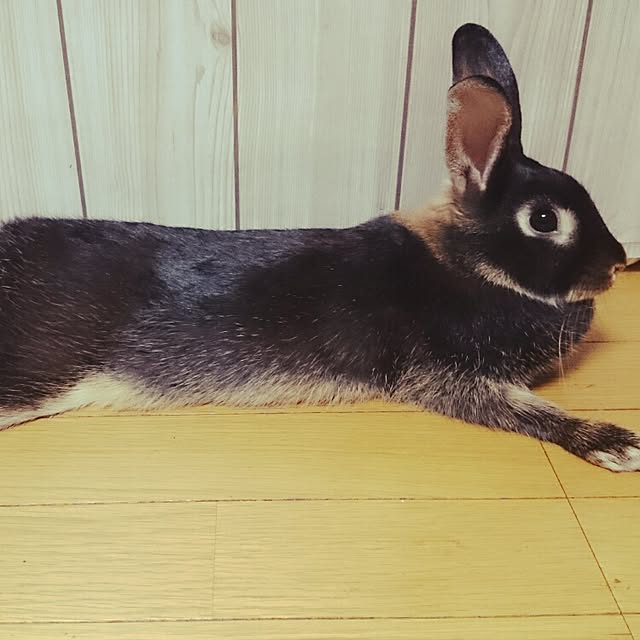 Choco.Eclairさんの実例写真
