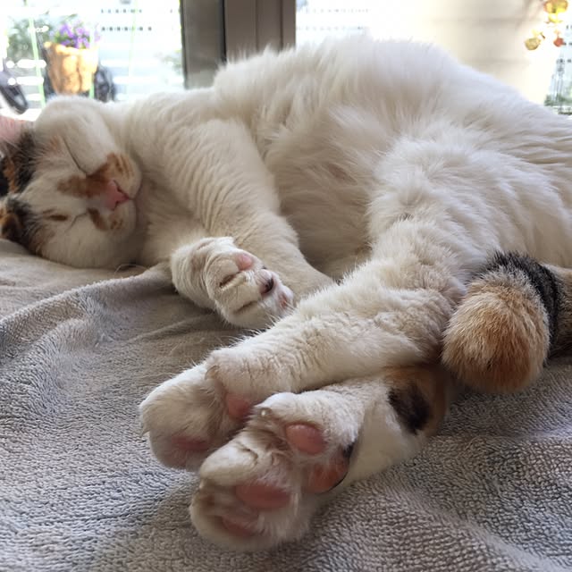 odekoさんの実例写真