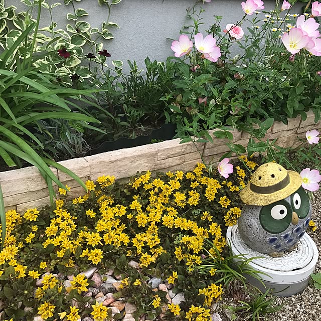 portulacaさんの実例写真