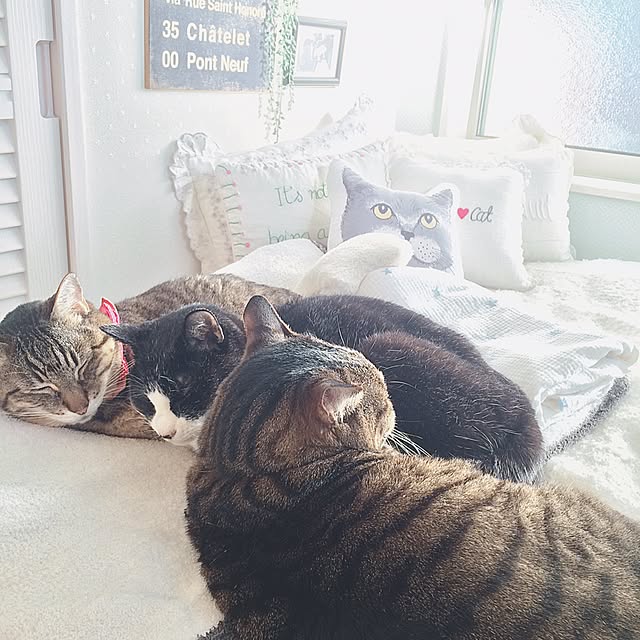 lovecatさんの実例写真
