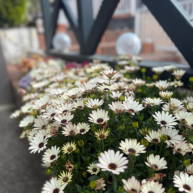 sachieyさんの実例写真