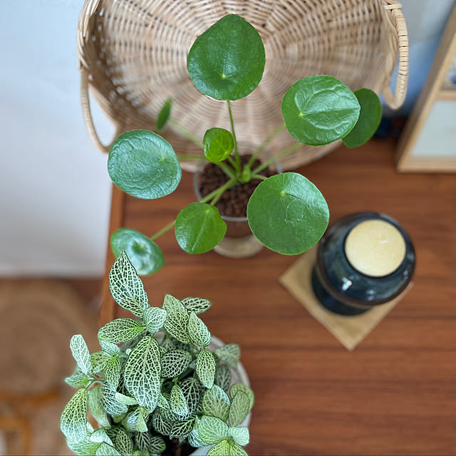 IKEAのフラワーベース/ペペロミオイデス/シンプルな暮らし/癒される空間/観葉植物のある暮らし...などのインテリア実例 - 2022-08-01 08:25:50