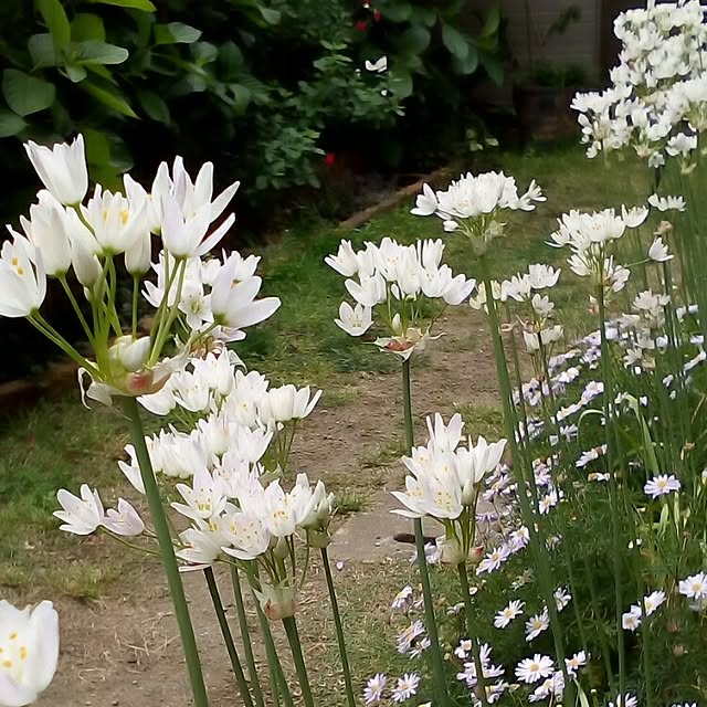 mariagardenさんの実例写真