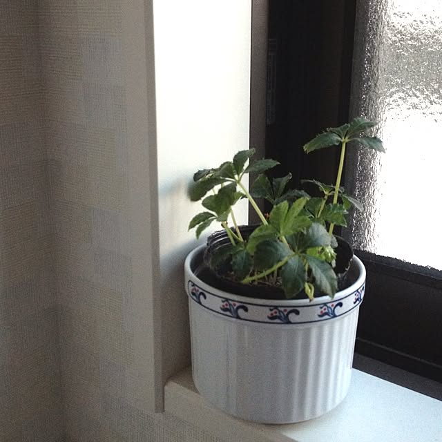 nanamomoさんの実例写真