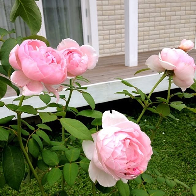 alyssavegeさんの実例写真