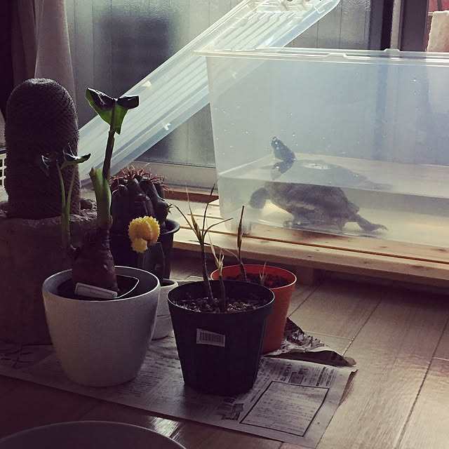 misaoさんの実例写真