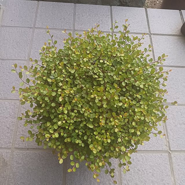 tuushiさんの実例写真