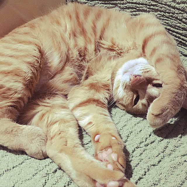 kinokoさんの実例写真