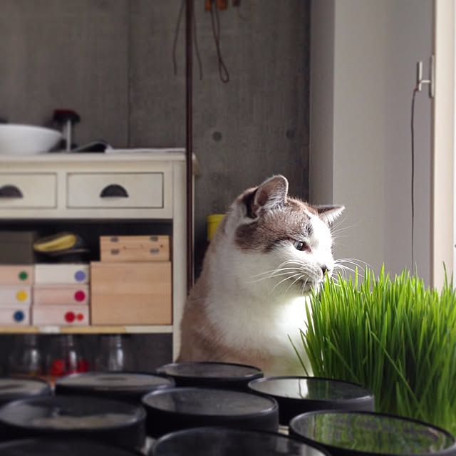 NEiGEDROiTさんの実例写真