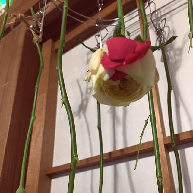 mimichankさんの実例写真