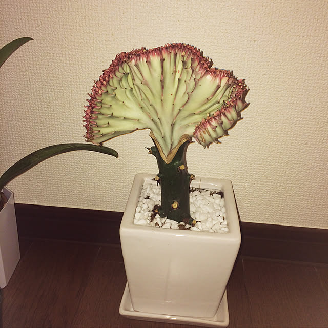 mii666さんの実例写真