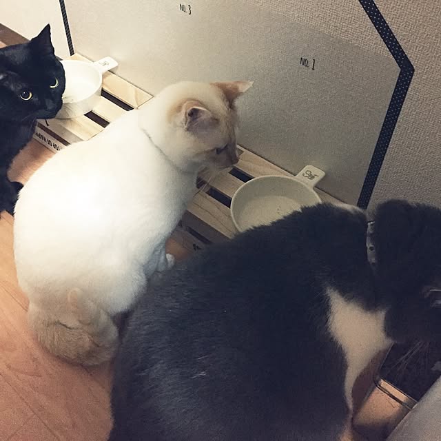 toufuさんの実例写真