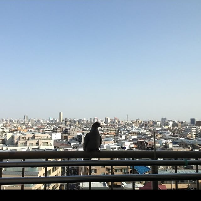 matsudonさんの実例写真