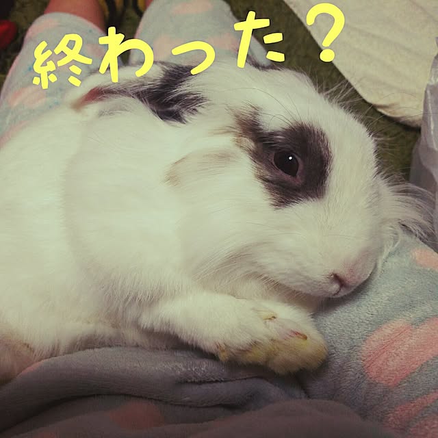 WASABIさんの実例写真