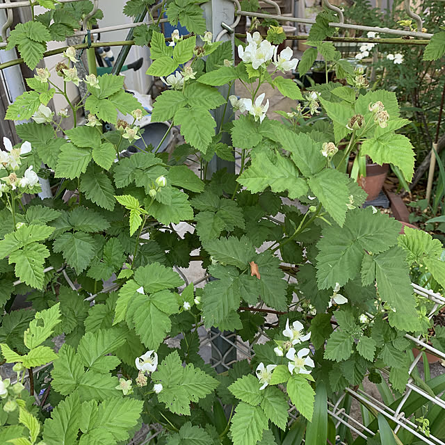 romiromiさんの実例写真