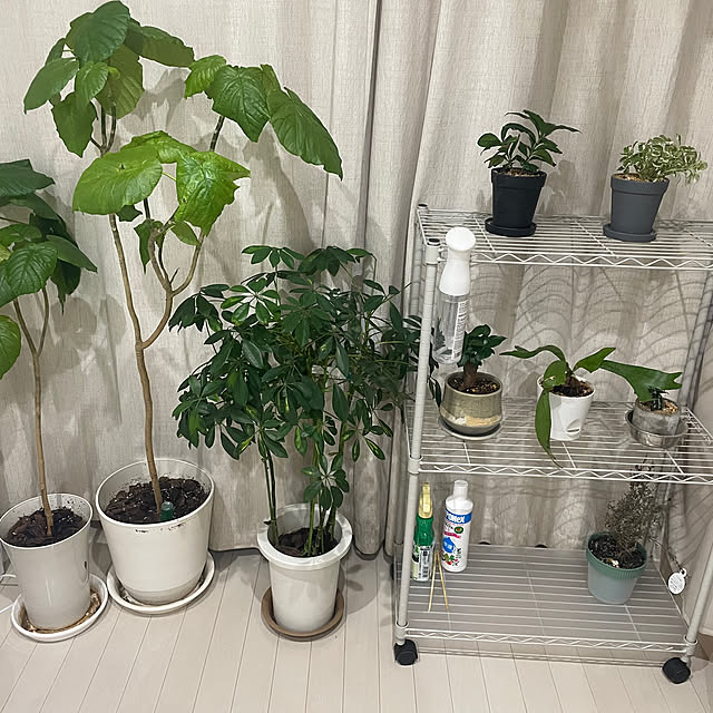 Mikaさんの部屋