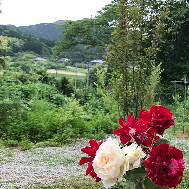 sakurasakuさんの実例写真
