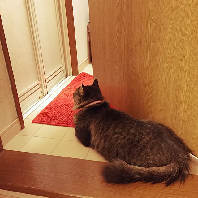 oniyomeさんの実例写真