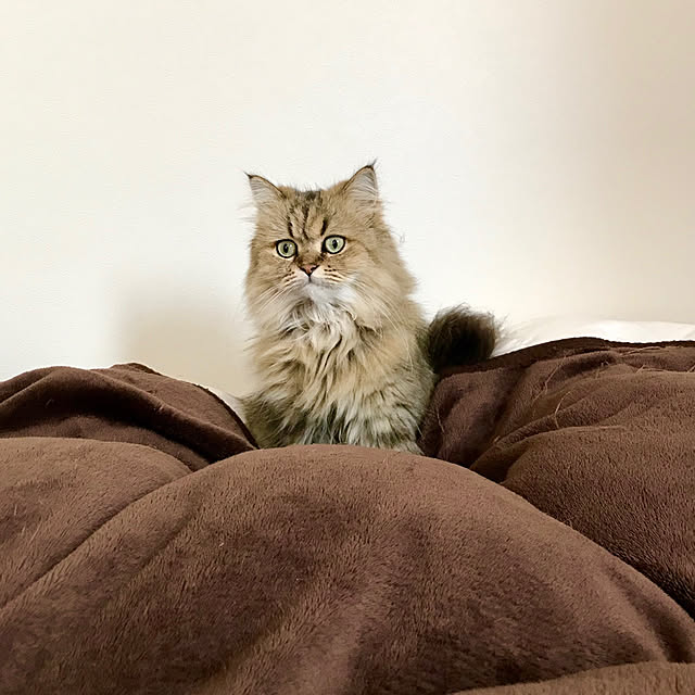 butachanさんの実例写真