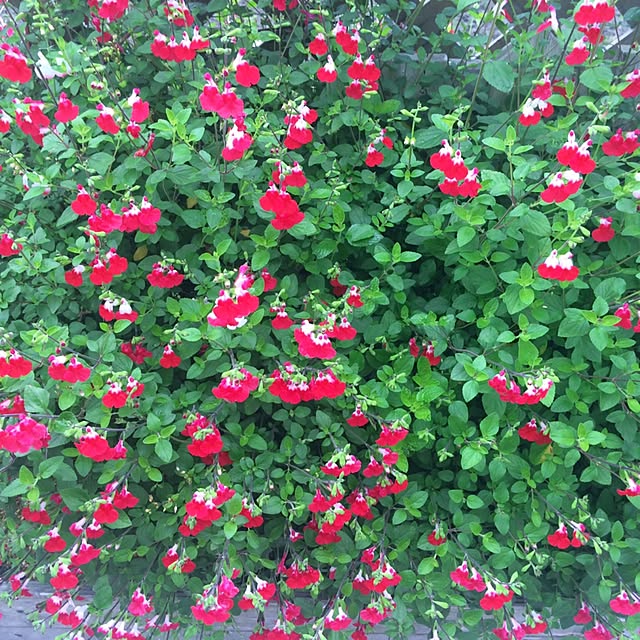 HappyRoseさんの実例写真