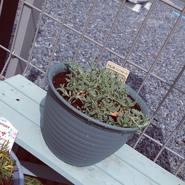 merokoさんの実例写真