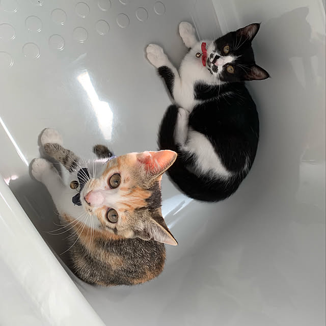 t______ko7286さんの実例写真