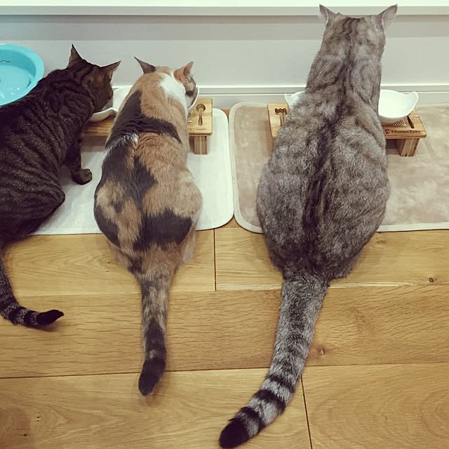 Yoshieさんの実例写真