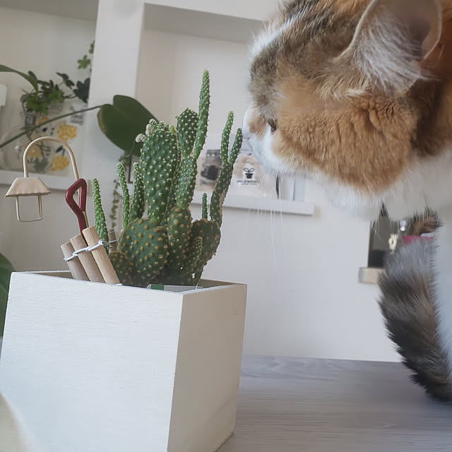 megu.catさんの実例写真