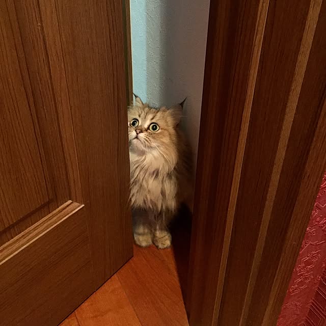 butachanさんの実例写真