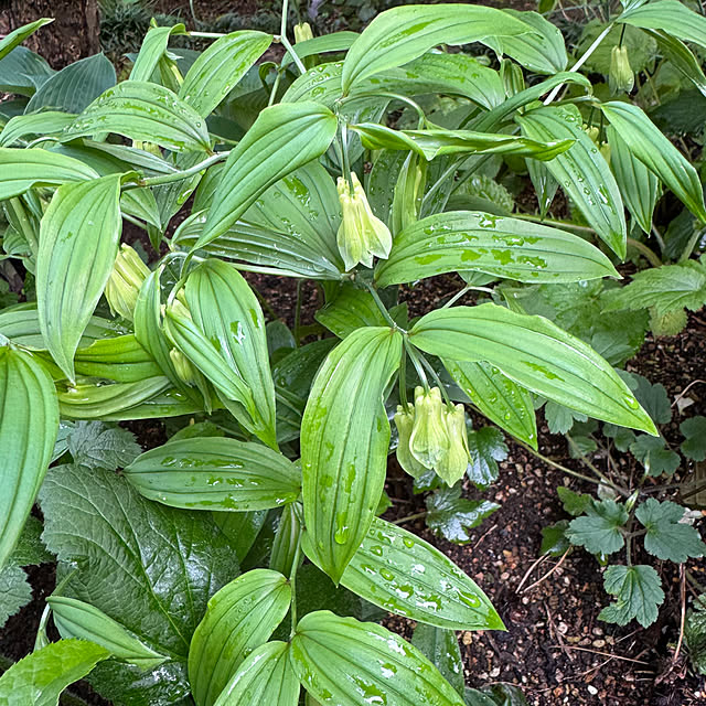 mamizaさんの部屋