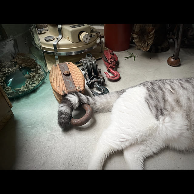 marusanさんの実例写真