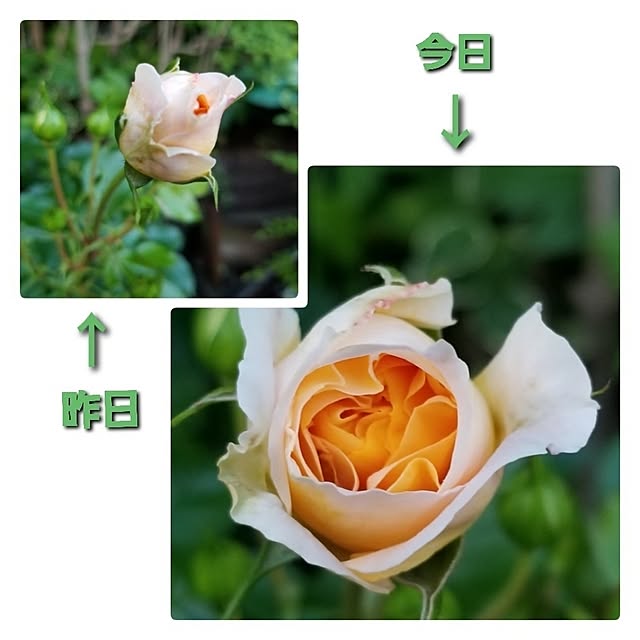 midoriさんの部屋