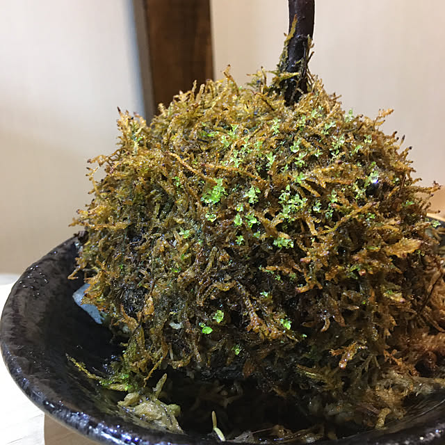 Pasadenaさんの実例写真