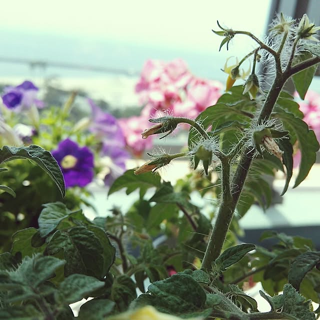 tomatoさんの実例写真