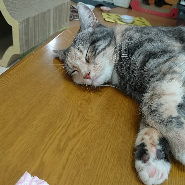 shinobuさんの実例写真