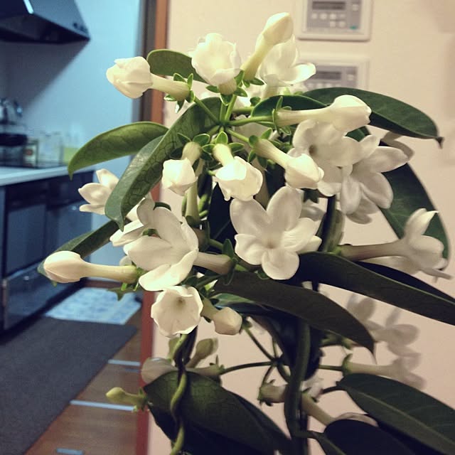 Olivierさんの実例写真