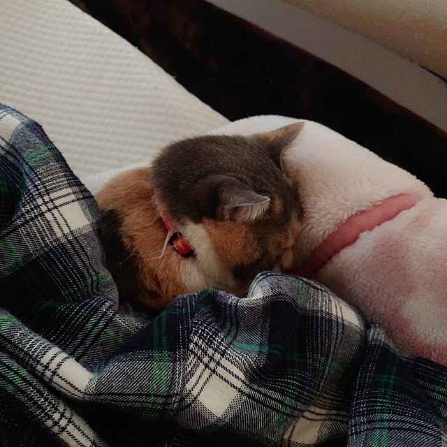 fukuさんの実例写真