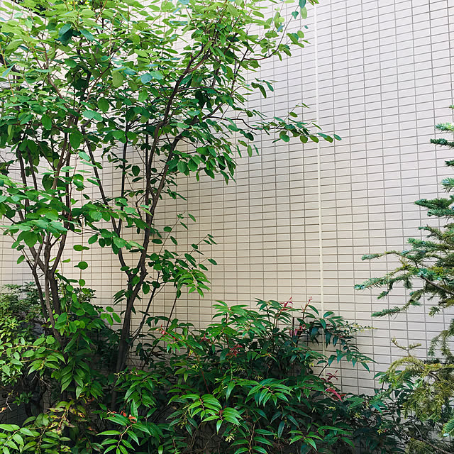 happy-sachiさんの実例写真