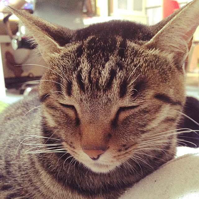 shigimiさんの実例写真