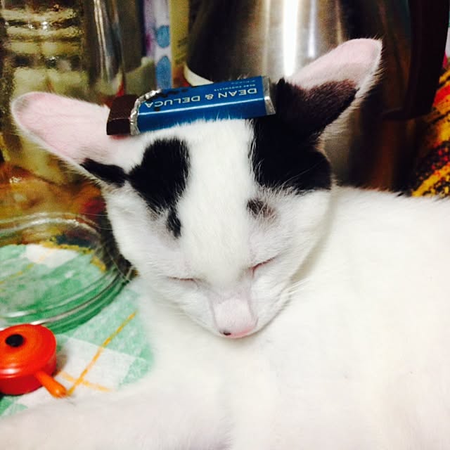 chiroru13さんの実例写真