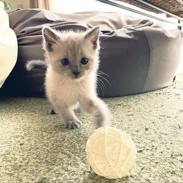 aichinさんの実例写真
